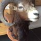 Sheep trophy