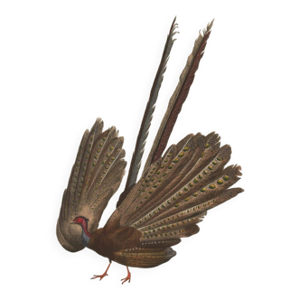 Gravure ancienne 1849 - Argus par E. Travies, Asie, faisan, séduction