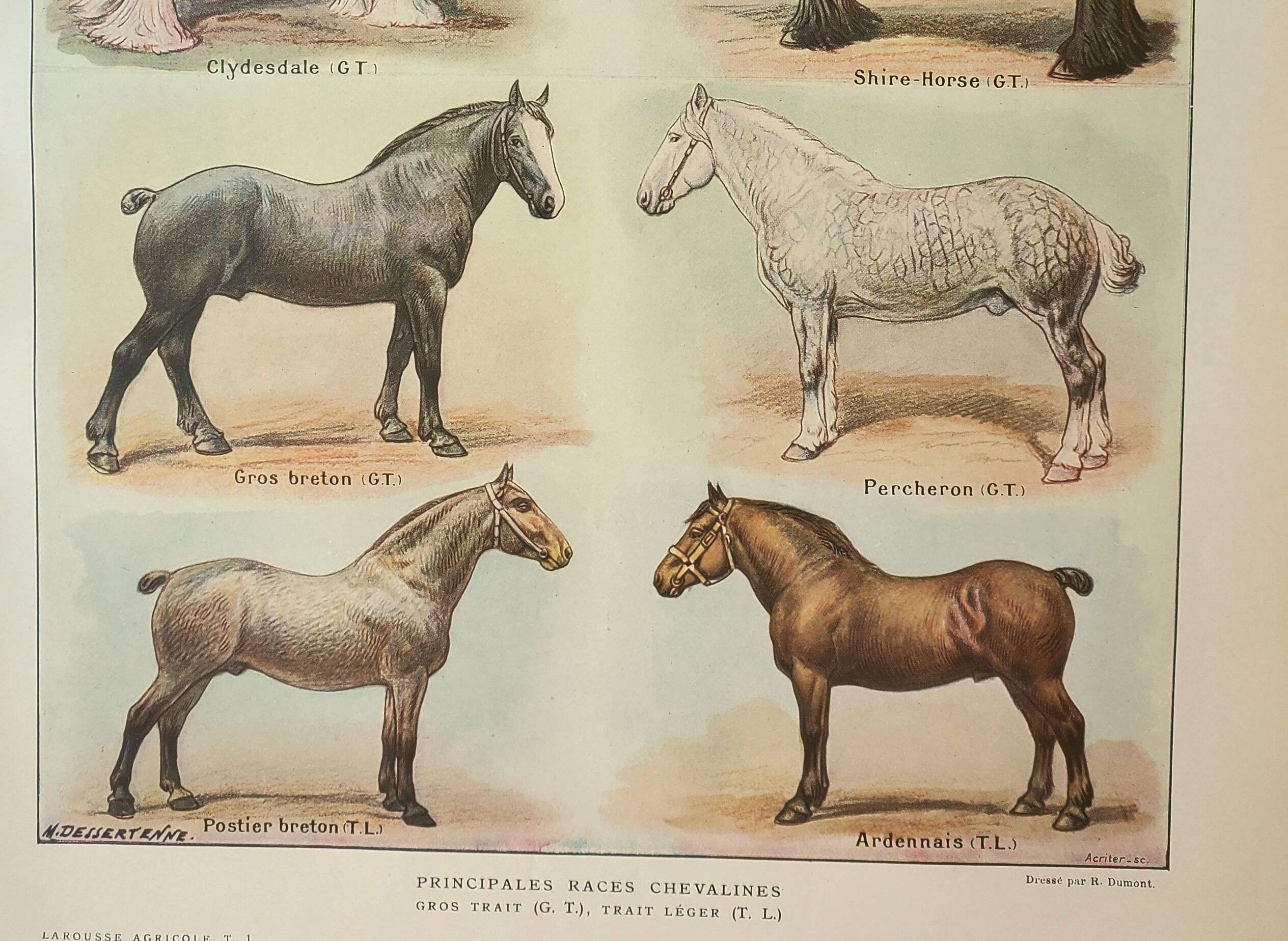 Old lithograph 1922, Horse breeds 2, horses, horse riding • Engraving, original illustration
