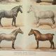 Old lithograph 1922, Horse breeds 2, horses, horse riding • Engraving, original illustration