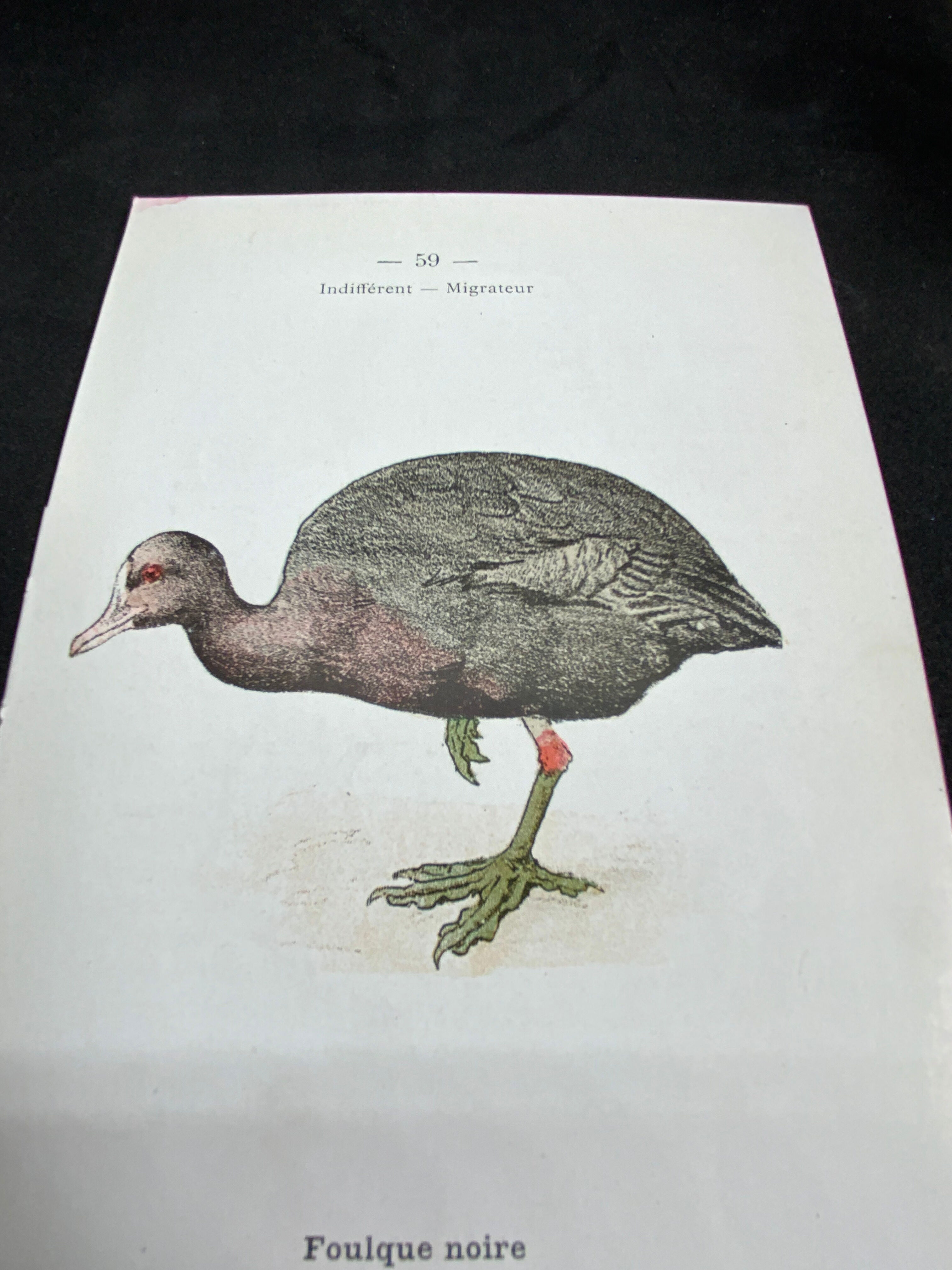 Naturalist plate old birds double-sided engraving work 1908 G. Denise