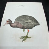 Naturalist plate old birds double-sided engraving work 1908 G. Denise