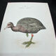 Planche naturaliste ancienne oiseaux gravure double face ouvrage 1908 G. Denise