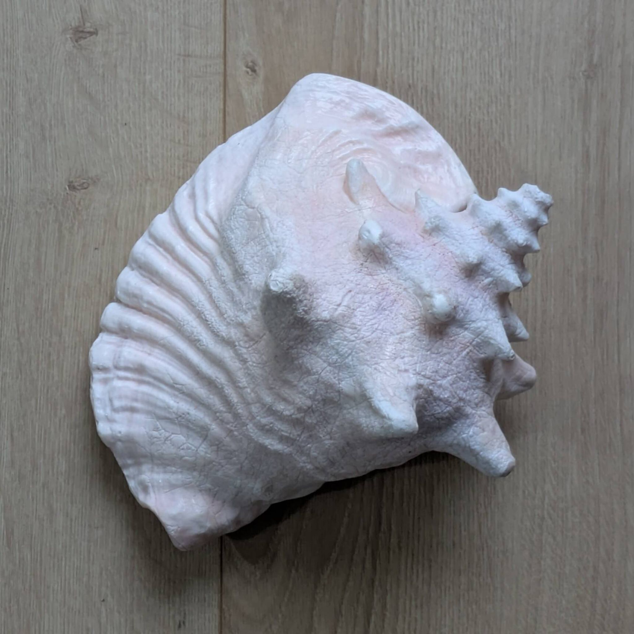 Heavy Marine Shell "Lambi" (Strombus Gigas) - Pink Interior - 1.37 kg