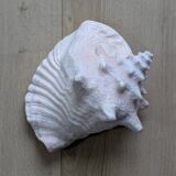 Heavy Marine Shell "Lambi" (Strombus Gigas) - Pink Interior - 1.37 kg