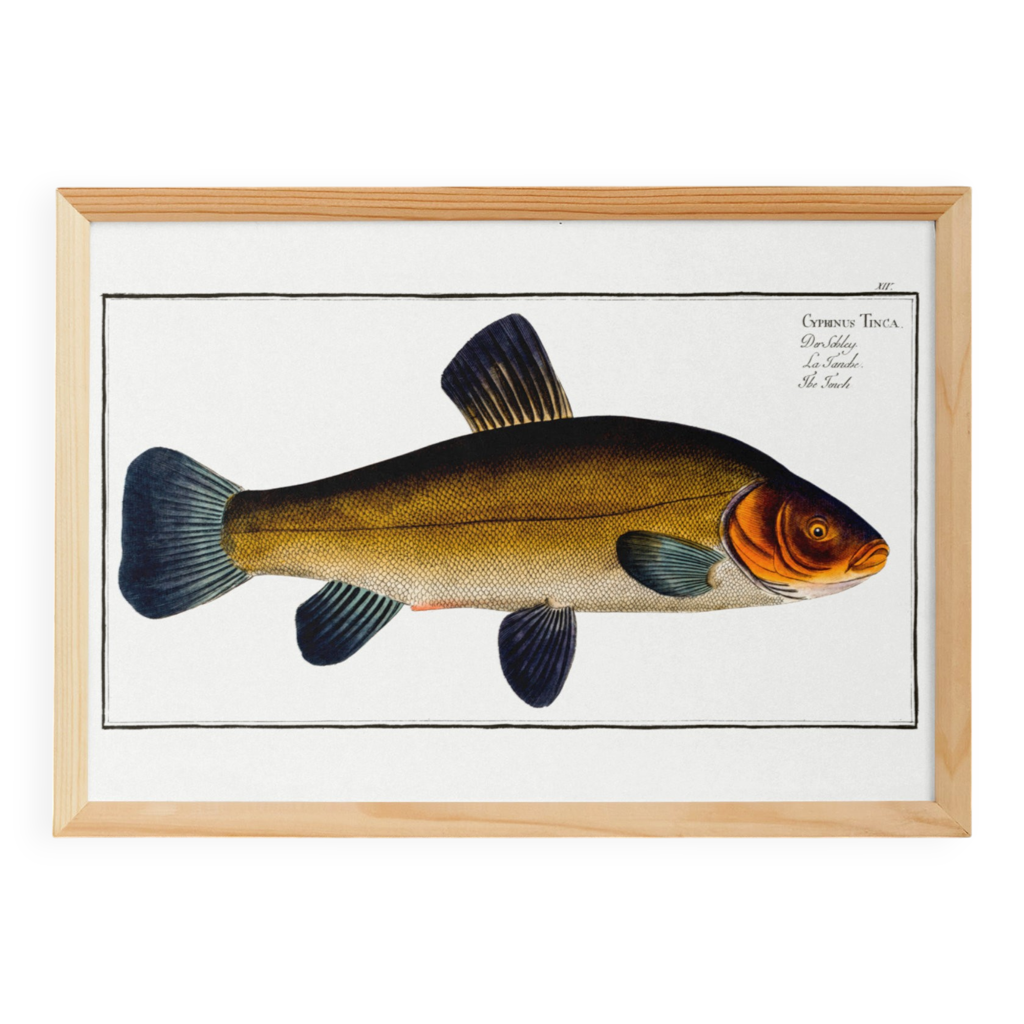 Poster about the golden tench, based on an old engraving from 1746.