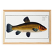 Poster about the golden tench, based on an old engraving from 1746.