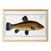 Poster about the golden tench, based on an old engraving from 1746.