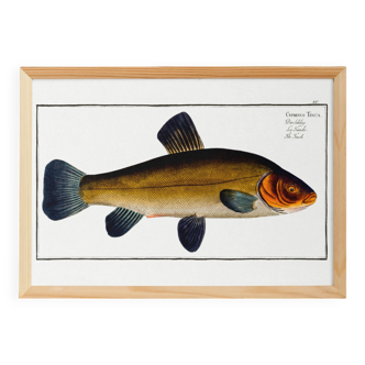 Poster about the golden tench, based on an old engraving from 1746.