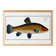 Poster about the golden tench, based on an old engraving from 1746.