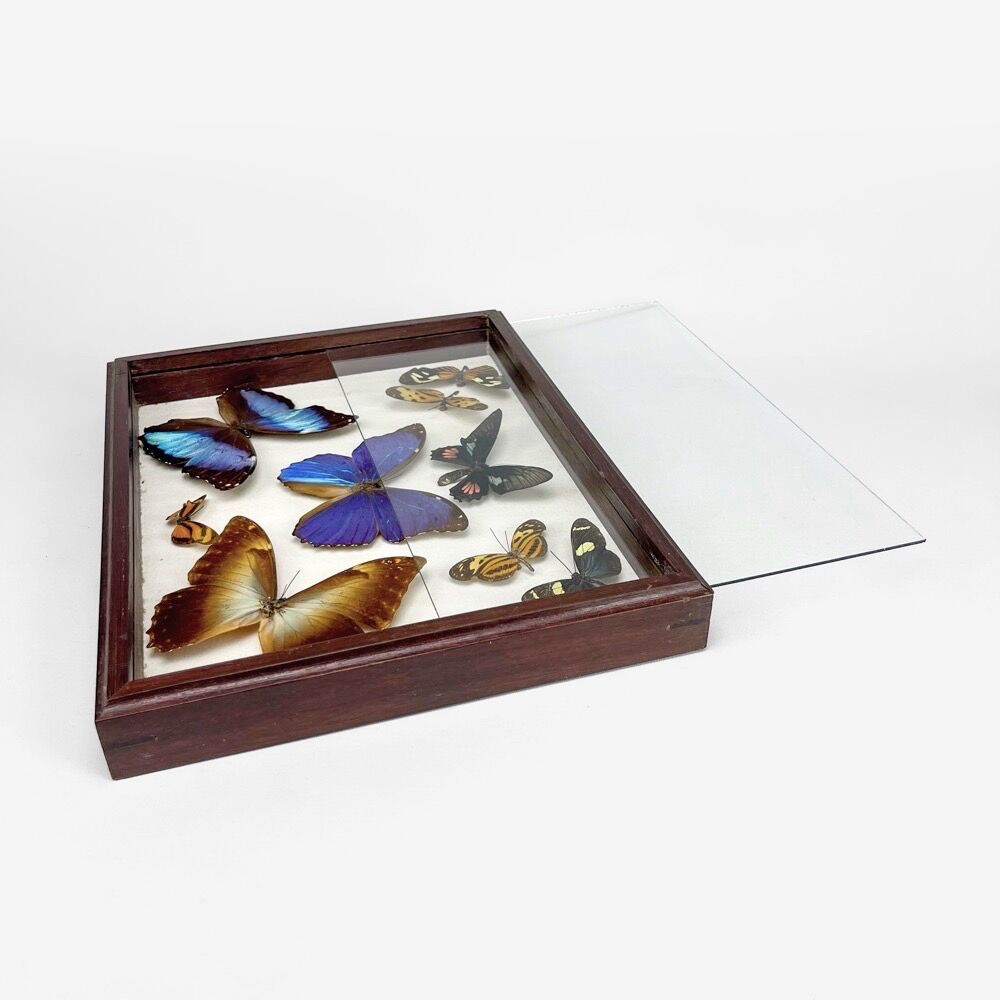 Naturalized butterfly frame