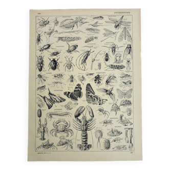 Gravure ancienne 1928, Athropodes, insecte, crustacé, papillon • Lithographie, Planche originale