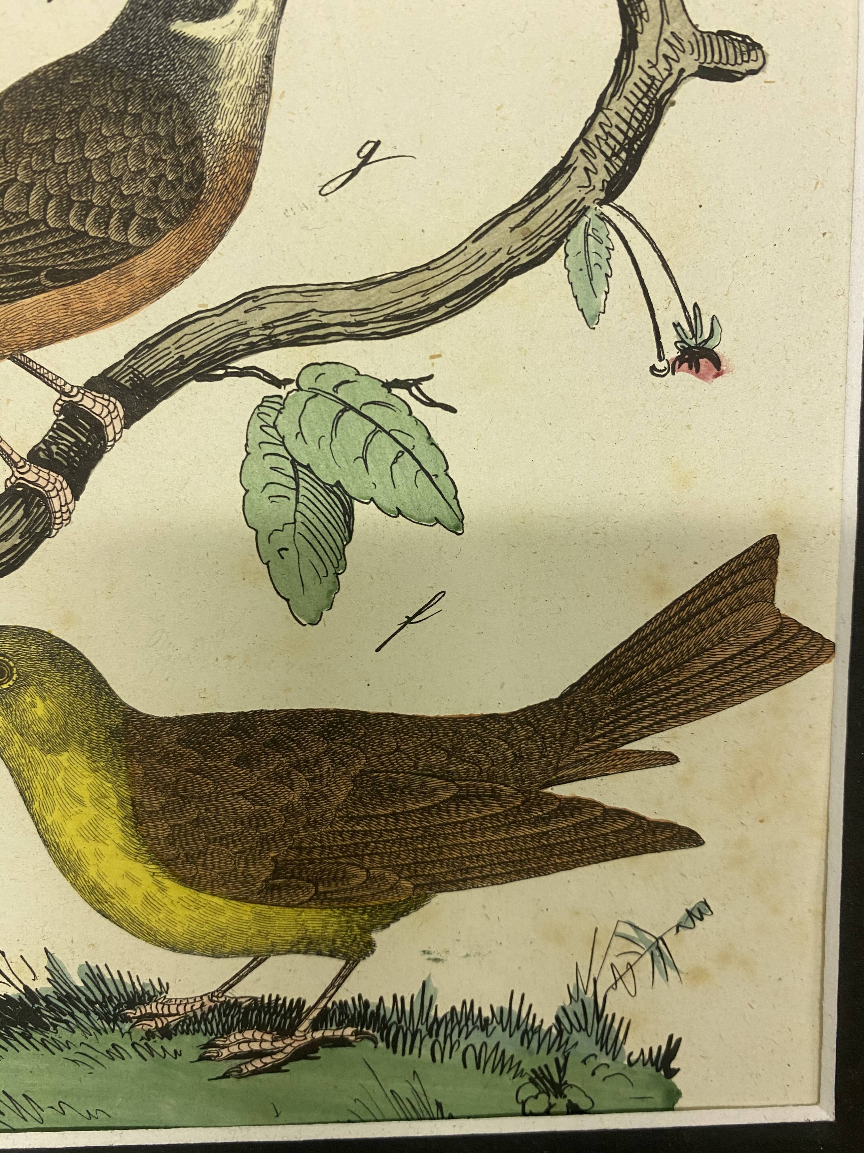 Naturalistic engraving birds