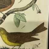 Naturalistic engraving birds