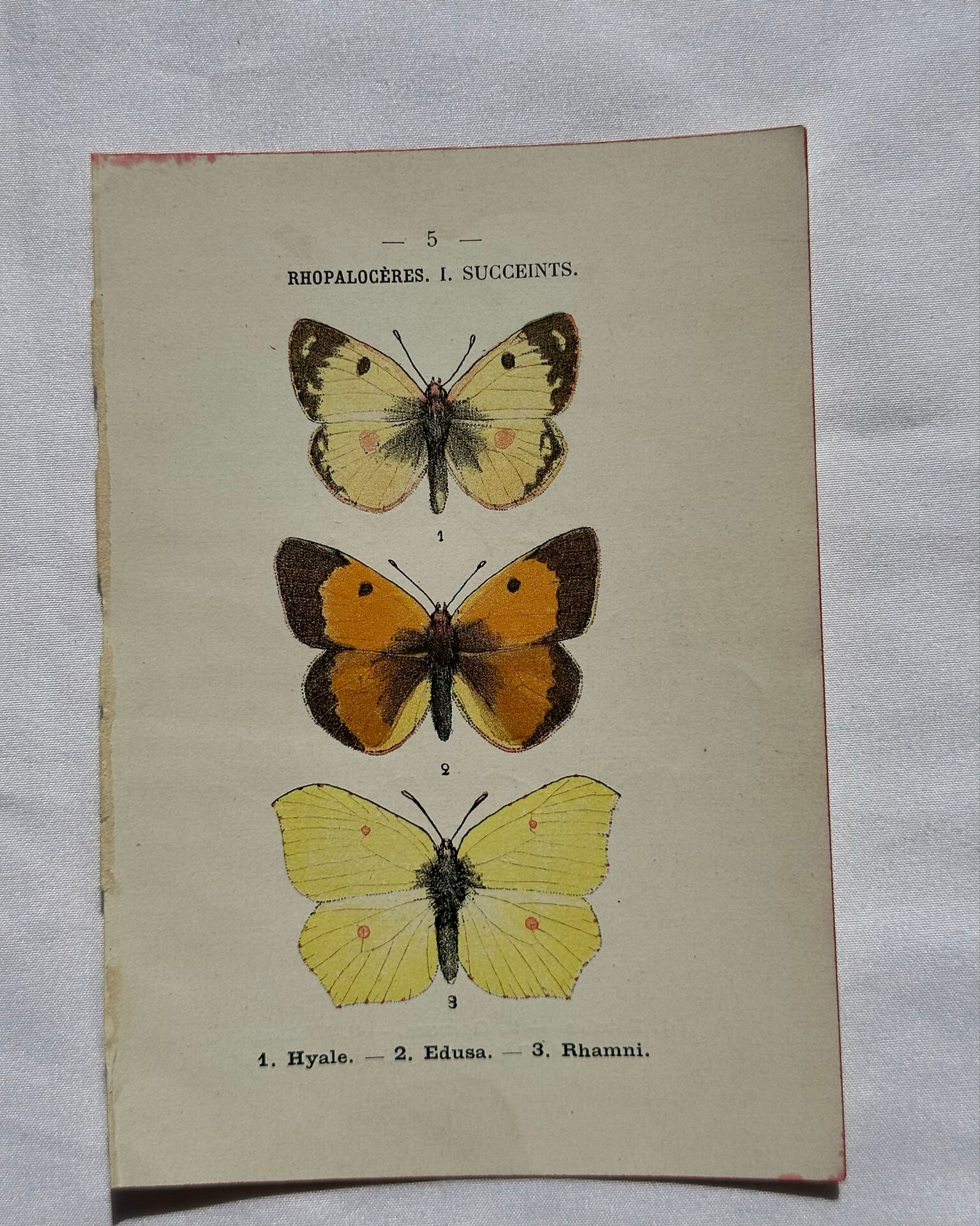 Botanical engraving double-sided butterflies naturalist plate etching