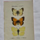 Botanical engraving double-sided butterflies naturalist plate etching