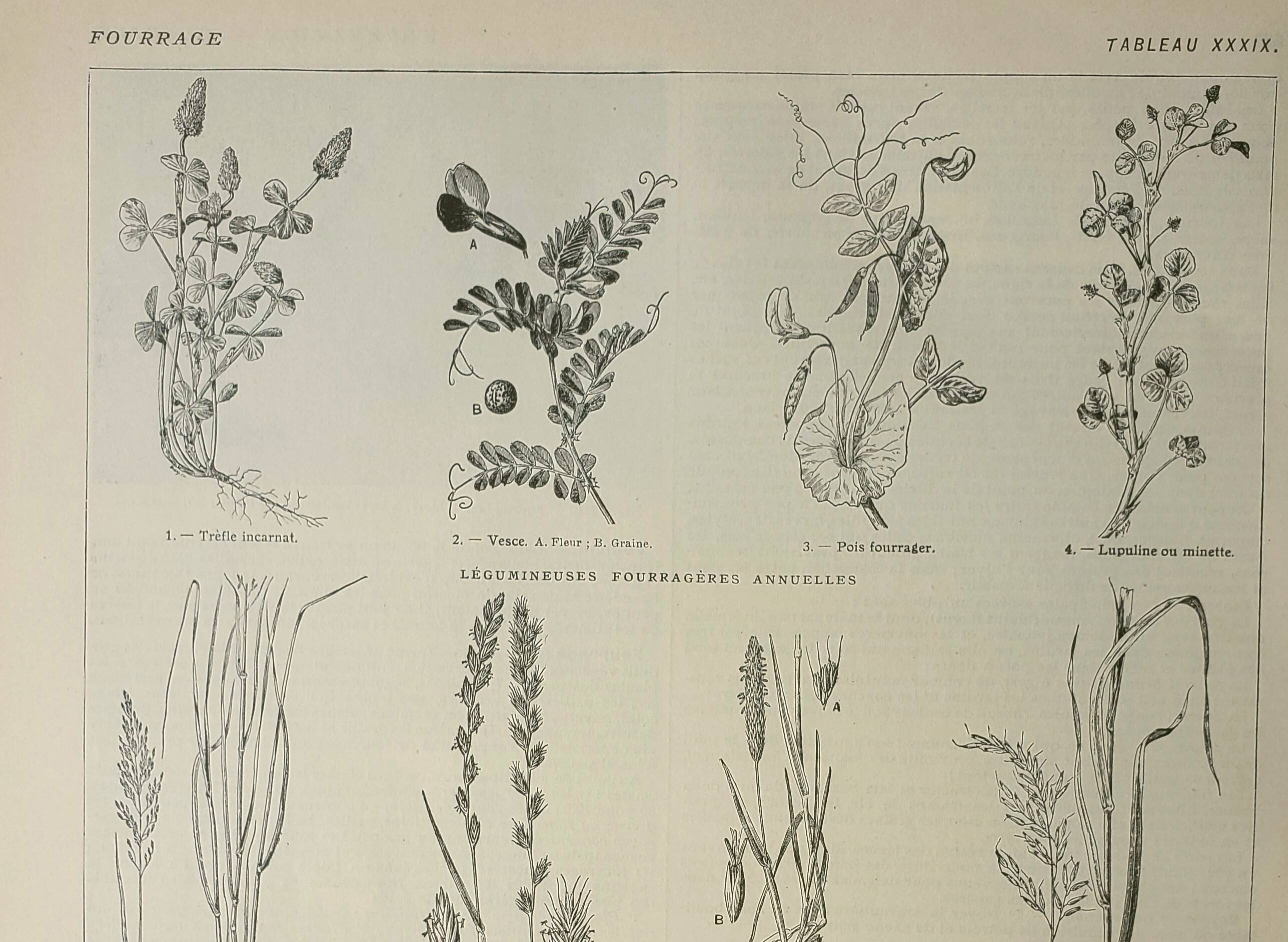 Old engraving 1922, Fodder, cereals, plants, fodder • Lithograph, original illustration