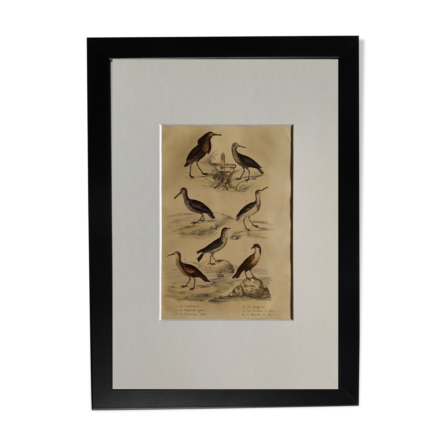 Original ornithological plate "