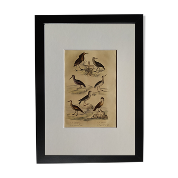 Original ornithological plate "