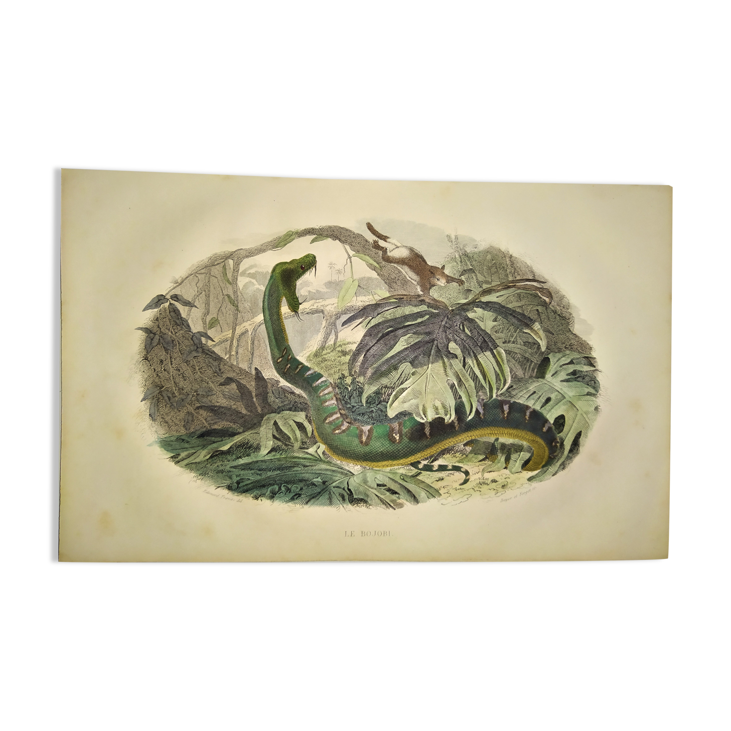 Original zoological plate from 1839 "saurian" the bojobi