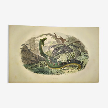Original zoological plate of 1839 "saurian" the bojobi