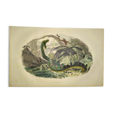 Original zoological plate from 1839 "saurian" the bojobi