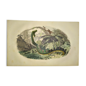 Original zoological plate from 1839 "saurian" the bojobi