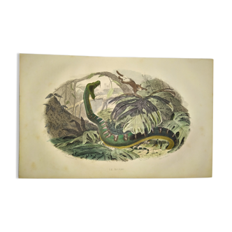 Planche zoologique originale de 1839 "saurien" le bojobi