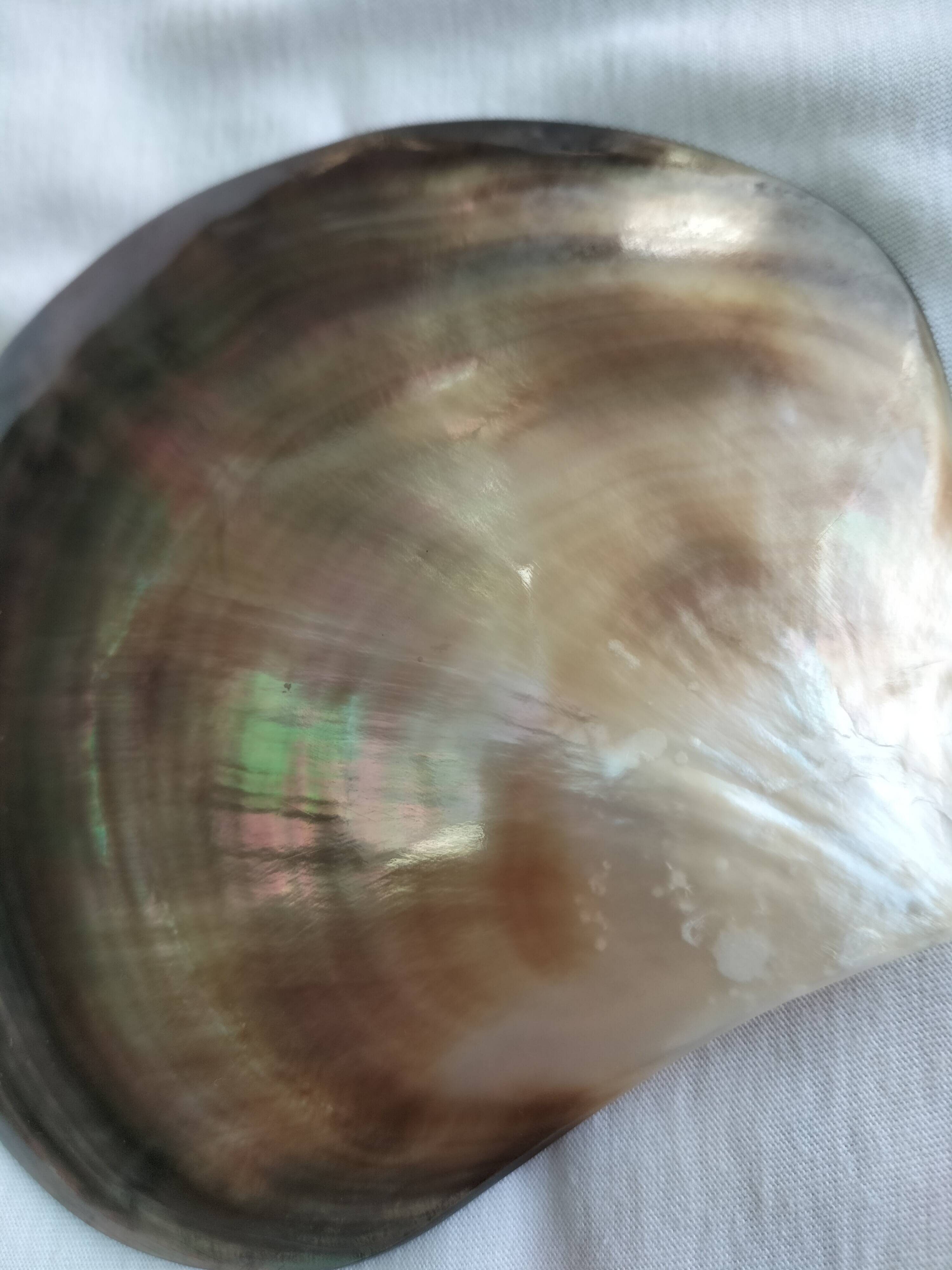 Shell-shaped pocket tray from the pearl oyster of the islands.