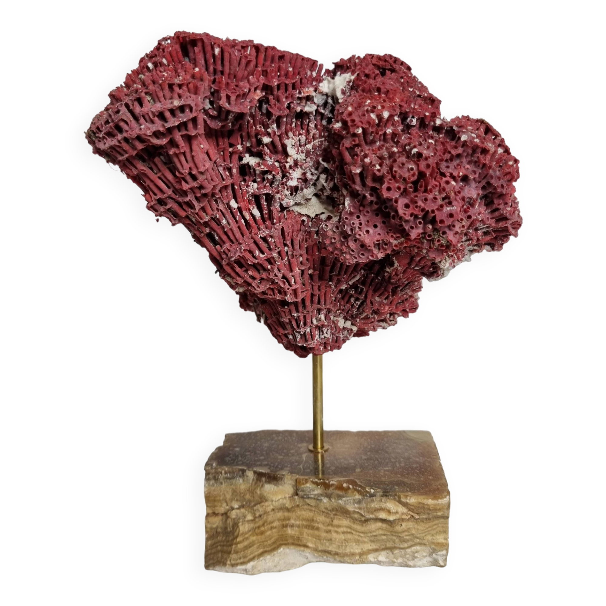 Ornamental coral on base Tubipora musica, 22 cm
