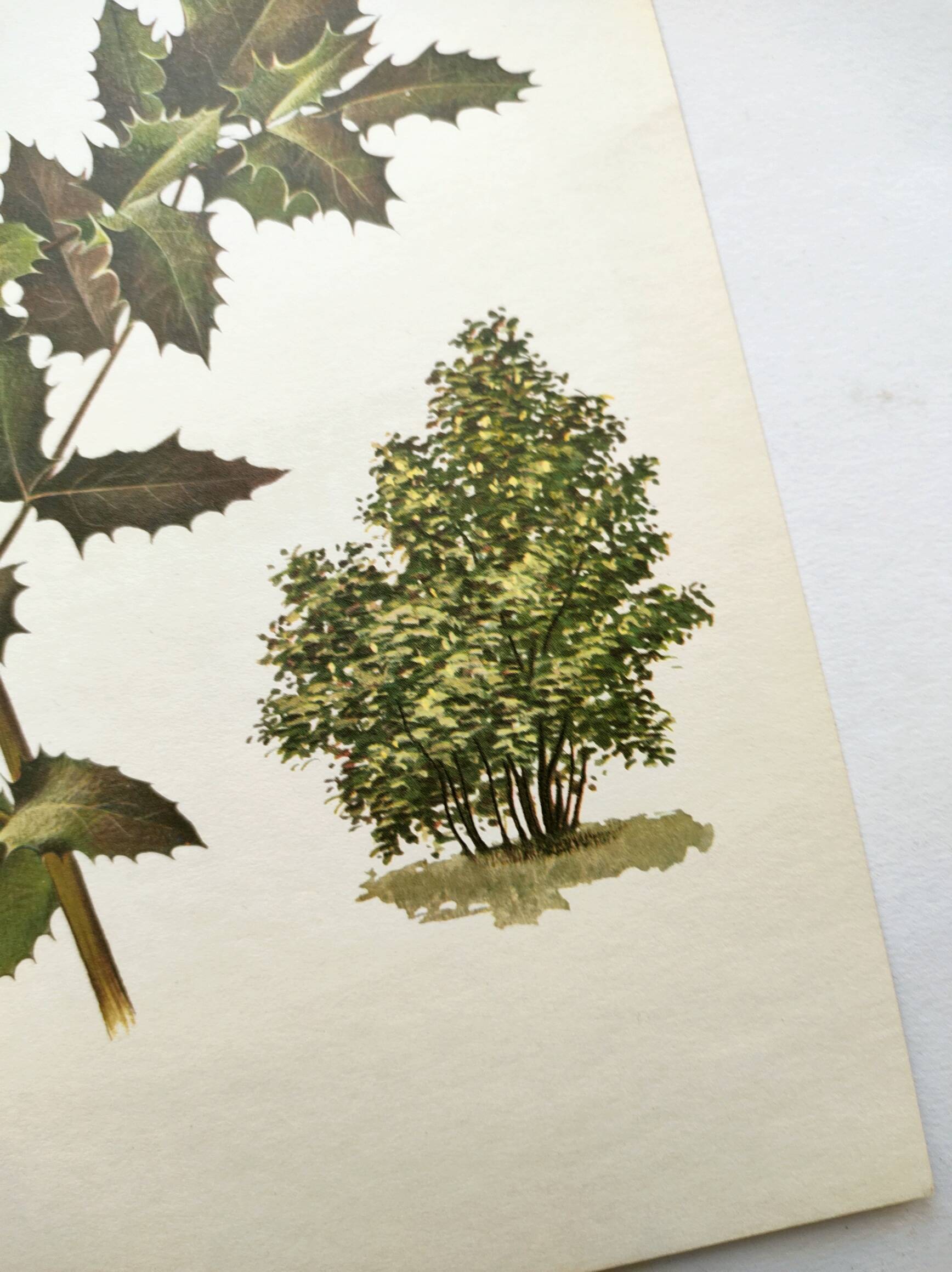 Mahonia Illustration - Vintage Botanical Nature Plate from the 60s