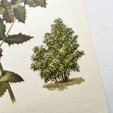 Mahonia Illustration - Vintage Botanical Nature Plate from the 60s
