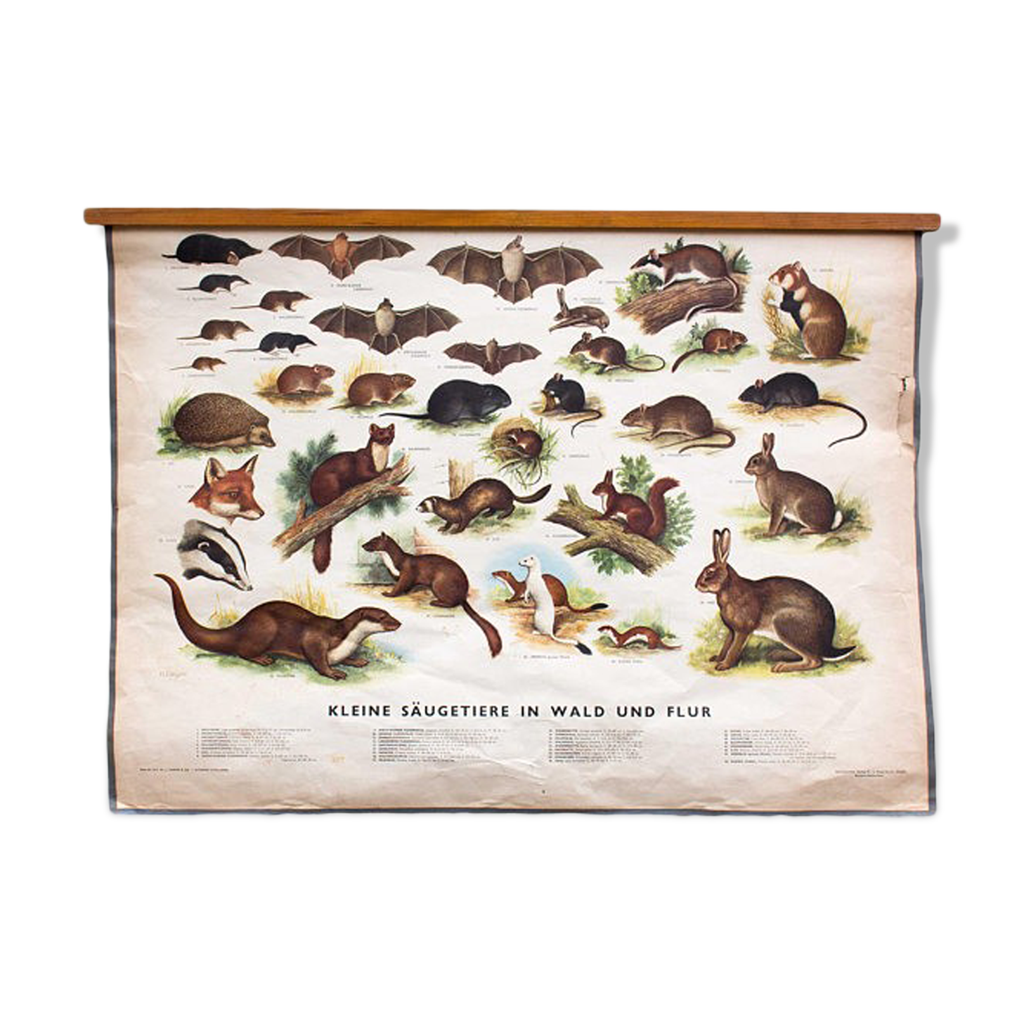Affiche Mammifères dans la Charte de bois, éducative, 1953