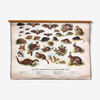 Mammals Poster in the Wood Charter, Educational, 1953