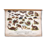 Affiche Mammifères dans la Charte de bois, éducative, 1953