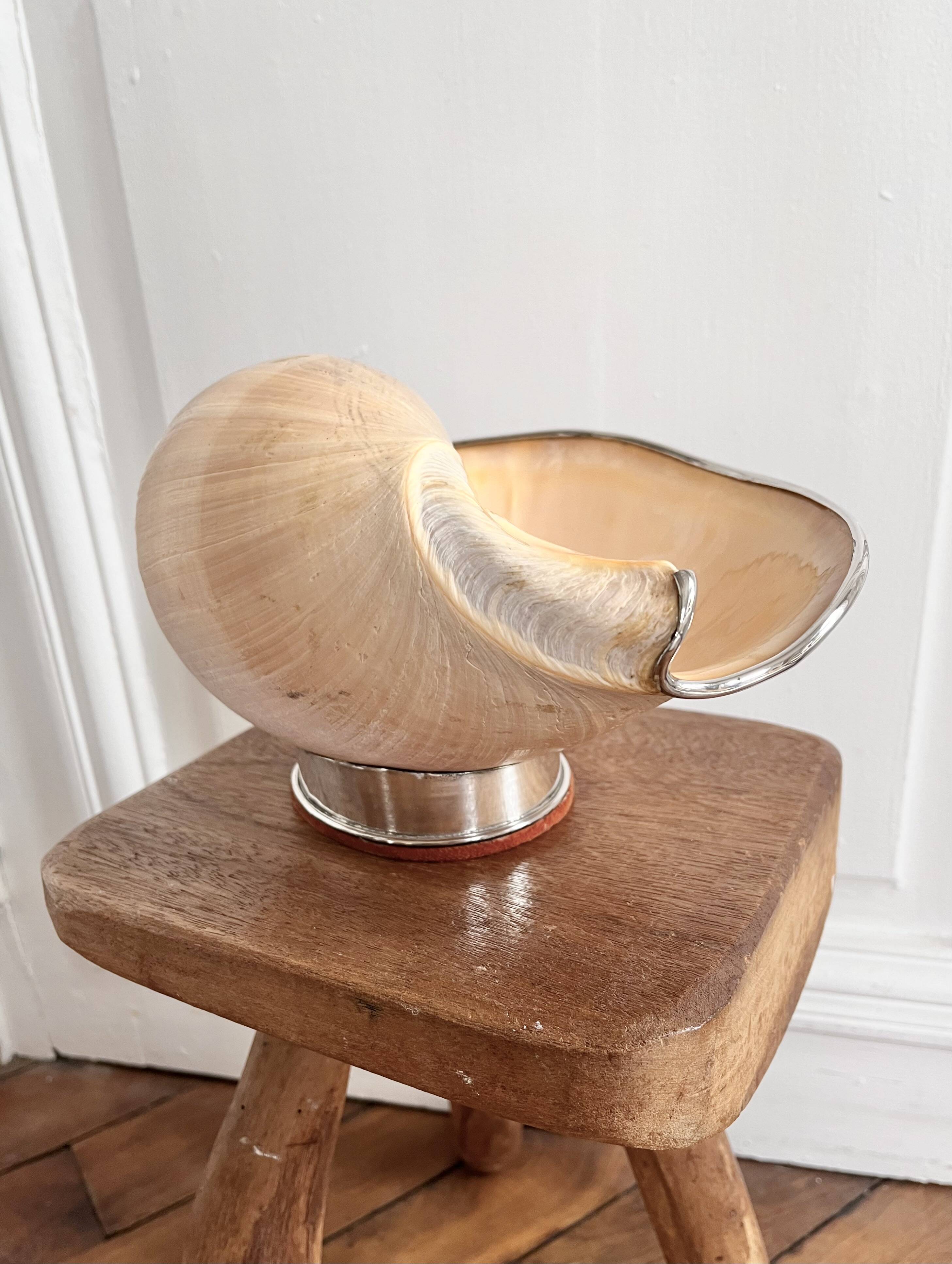 Cabinet of curiosities giant shell circled cup and base 60s