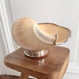 Cabinet of curiosities giant shell circled cup and base 60s