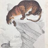 Affiche (lithographie) fauve à la chasse