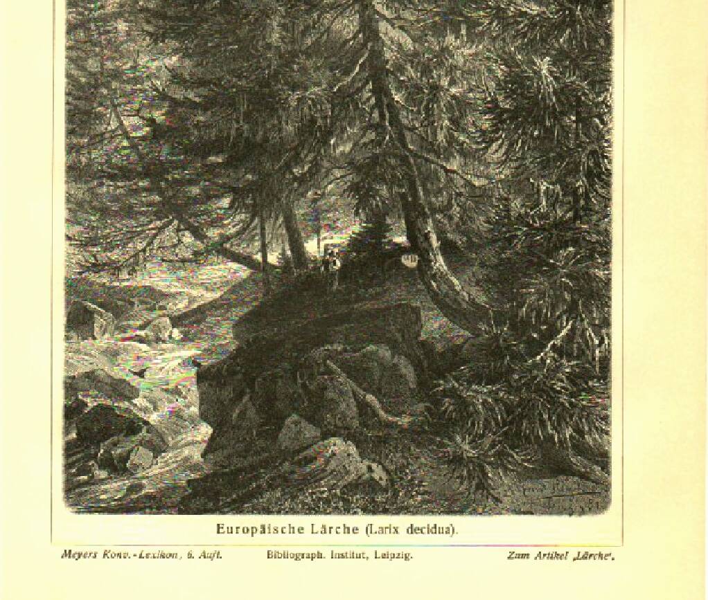 Botanical engraving from 1904 - Larch - Coniferous tree of the mountains and Alps