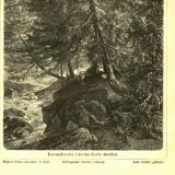 Botanical engraving from 1904 - Larch - Coniferous tree of the mountains and Alps