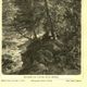 Botanical engraving from 1904 - Larch - Coniferous tree of the mountains and Alps