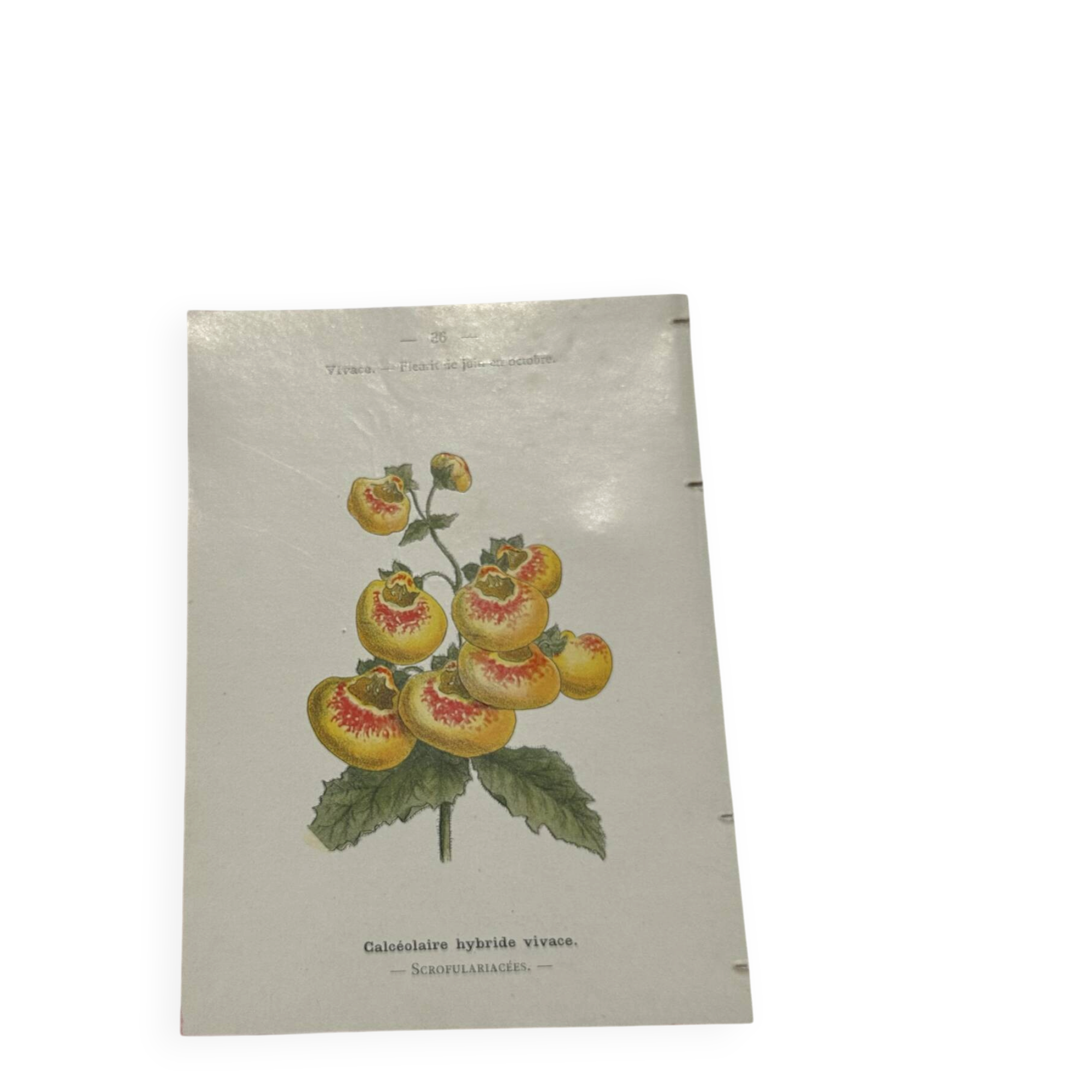 Gravure botanique 1800 double face planche naturaliste fleur de France