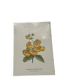 Gravure botanique 1800 double face planche naturaliste fleur de France