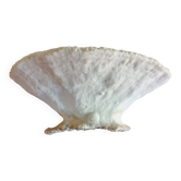 Gros Corail Turbinaria peltata Océan indien diamétre 30 cm
