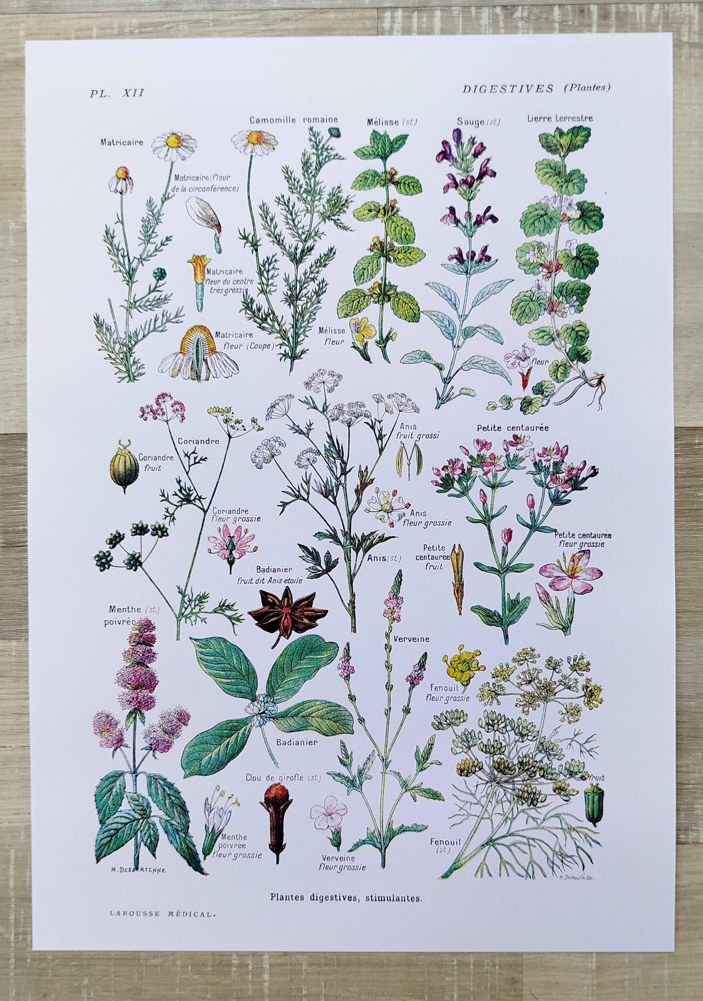 Poster on digestive plants, based on a 1928 lithograph