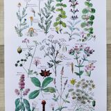 Poster on digestive plants, based on a 1928 lithograph