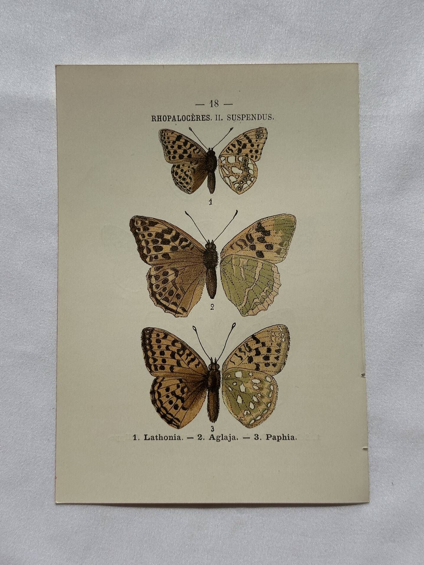 Botanical Plate 1800 Old naturalist engraving 19th century double-sided