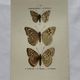 Botanical Plate 1800 Old naturalist engraving 19th century double-sided