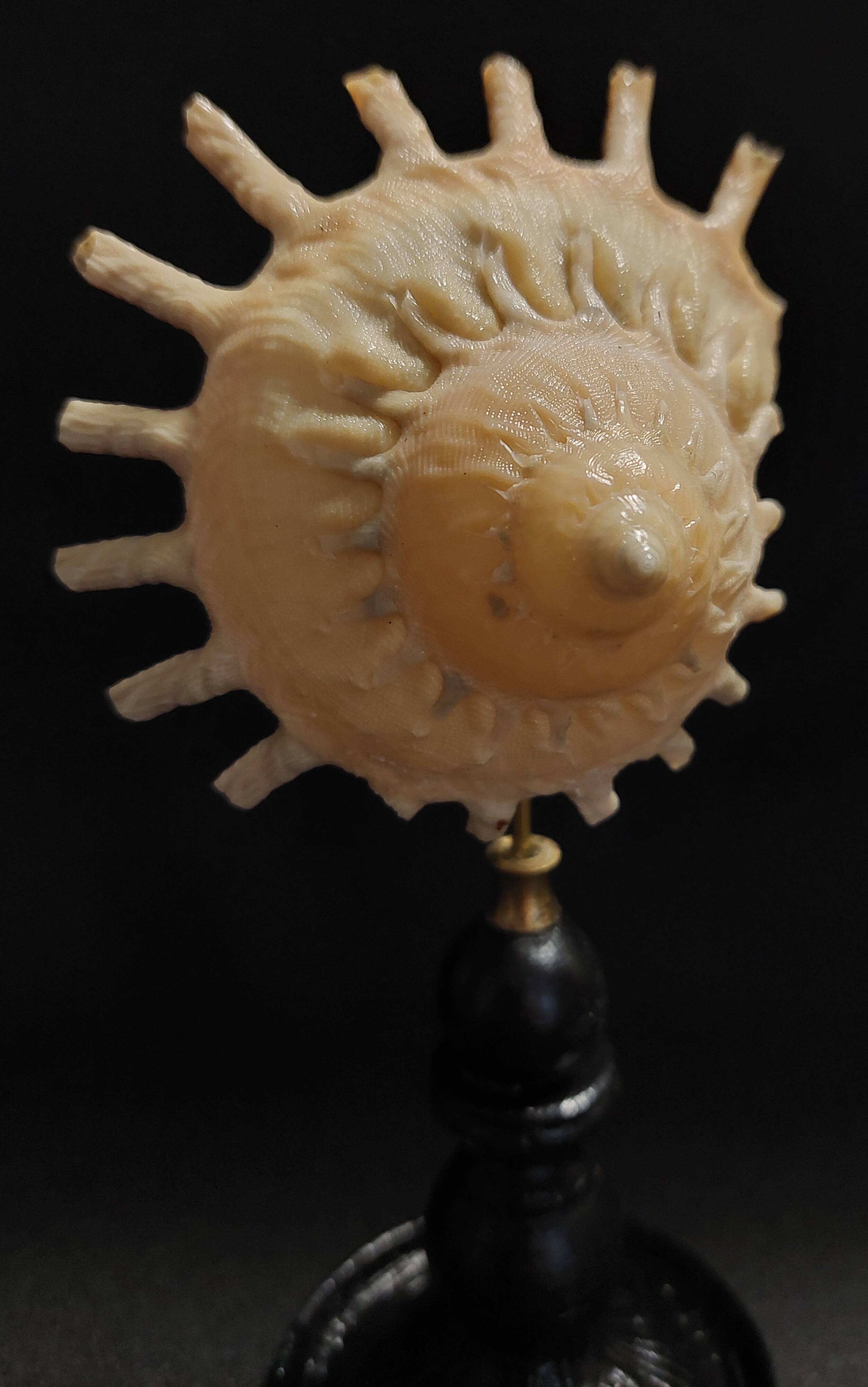 Cabinet of Curiosities Stellaria solaris shell on base