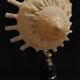 Cabinet of Curiosities Stellaria solaris shell on base